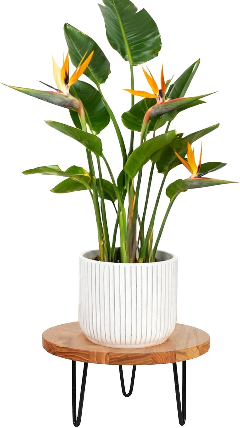 Wood Plant Stand, Wooden Round Plant Stand for Indoor Plants, Modern Plant Holder for Succulent Plant Nursery Pot Flower Pot (S+M+L)