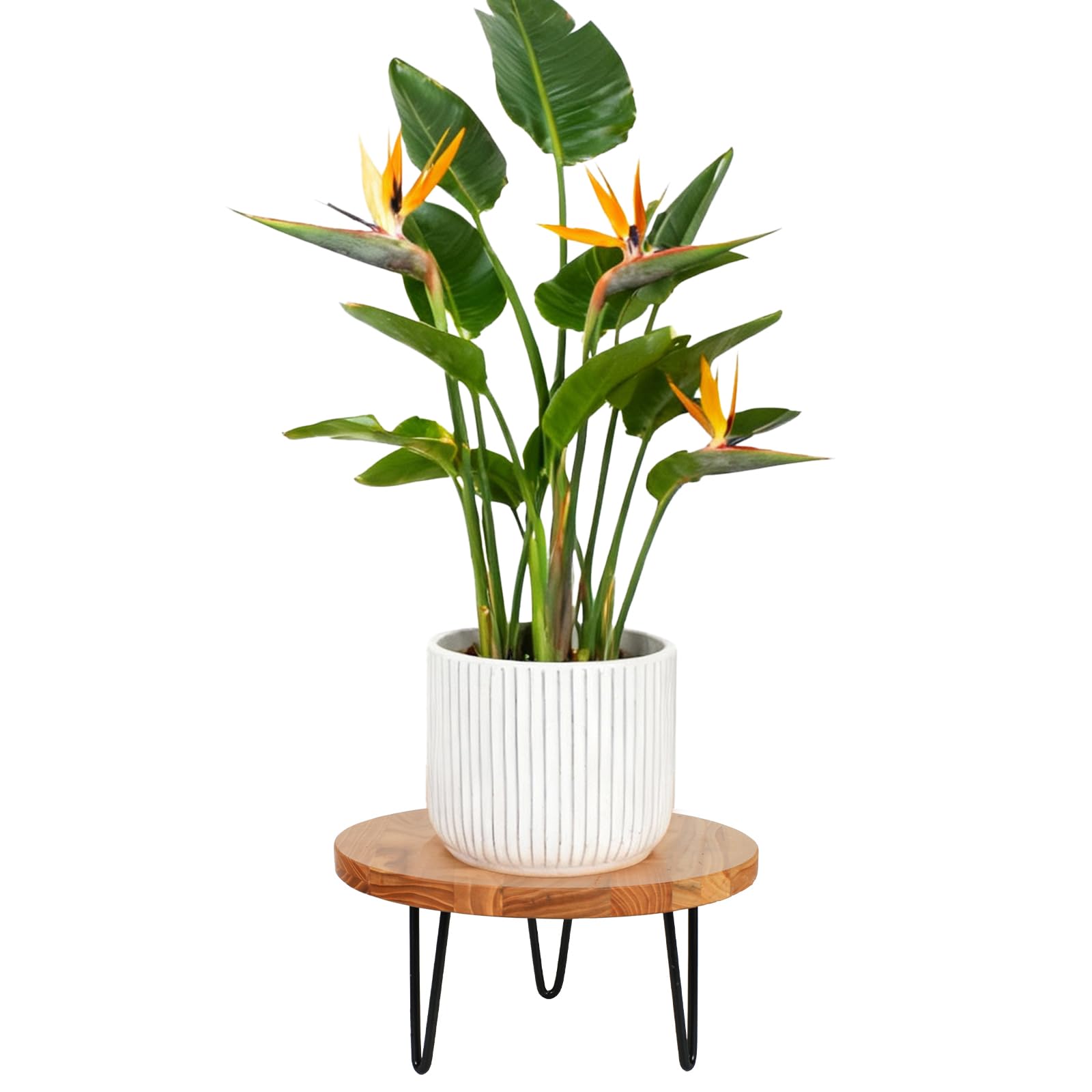 Wood Plant Stand, Wooden Round Plant Stand for Indoor Plants, Modern Plant Holder for Succulent Plant Nursery Pot Flower Pot (S+M+L)