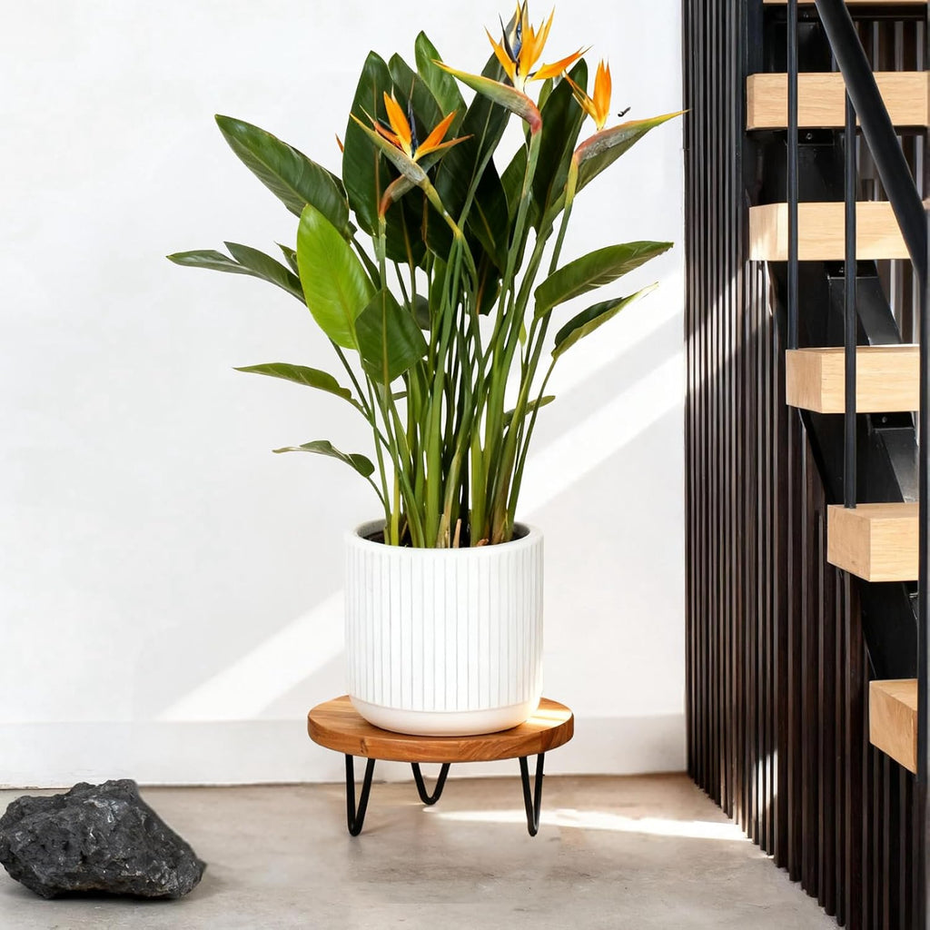 Wood Plant Stand, Wooden Round Plant Stand for Indoor Plants, Modern Plant Holder for Succulent Plant Nursery Pot Flower Pot (S+M+L)